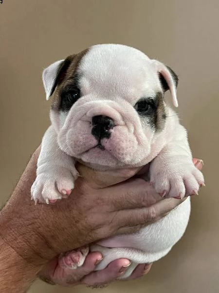 cuccioli di bulldog inglese in adozione