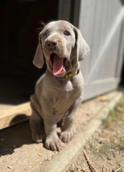 meravigliosi cuccioli di weimaraner blu e argento con pedigree e pedigree esclusivi