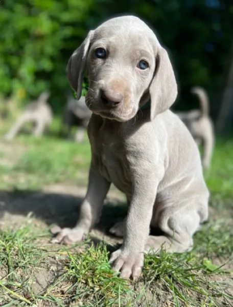 meravigliosi cuccioli di weimaraner blu e argento con pedigree e pedigree esclusivi | Foto 1