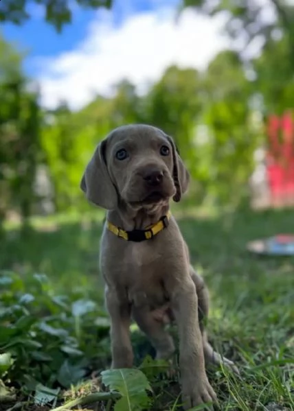 meravigliosi cuccioli di weimaraner blu e argento con pedigree e pedigree esclusivi | Foto 0