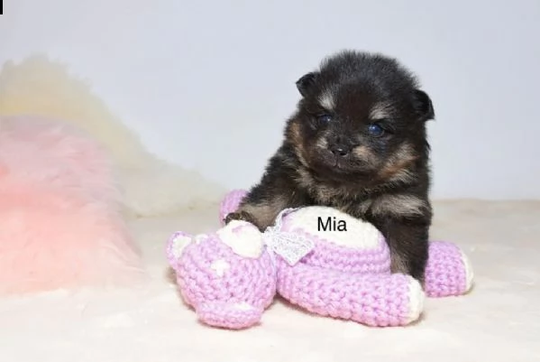 bellissimi bambini pomeraniani pomeraniani con pedigree | Foto 0