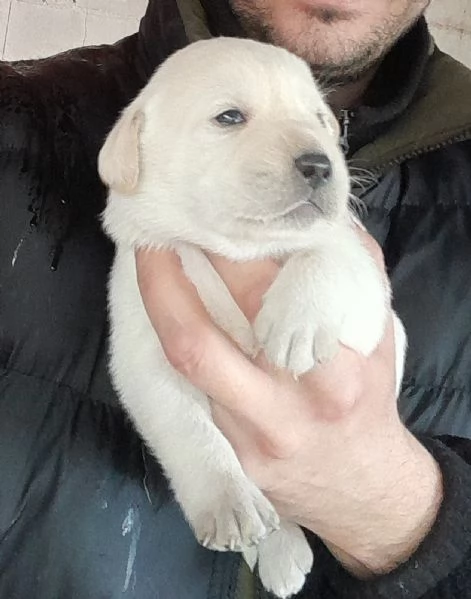 Cuccioli labrador 