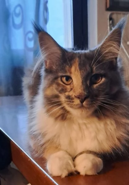Maine Coon | Foto 0