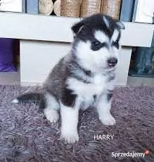 husky | Foto 0