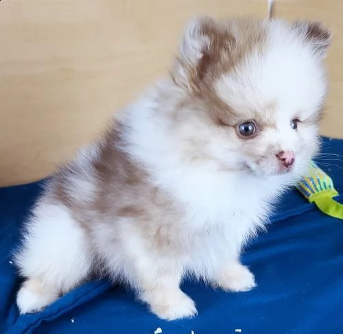  regalo pomerania cuccioli (maschio e femmina) 