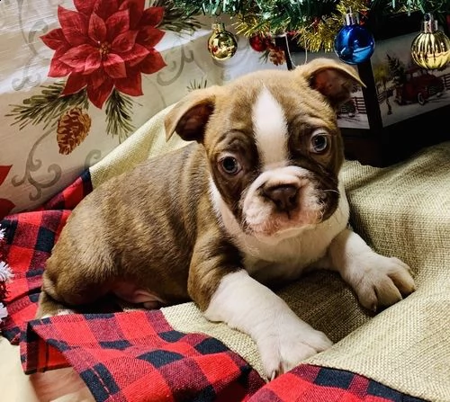 regalo adorabili cuccioli boston terrier femminucce e maschietti gratuita