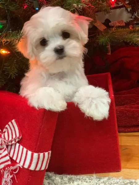 regalo adorabili cuccioli  maltese 