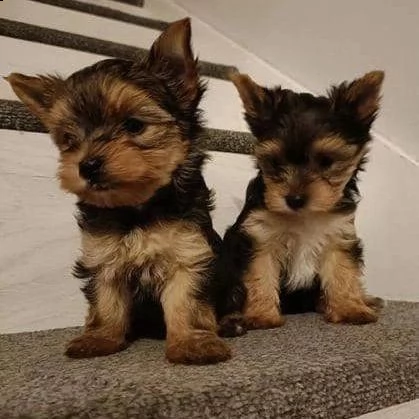 cuccioli di yorkie sani (+393509706299)