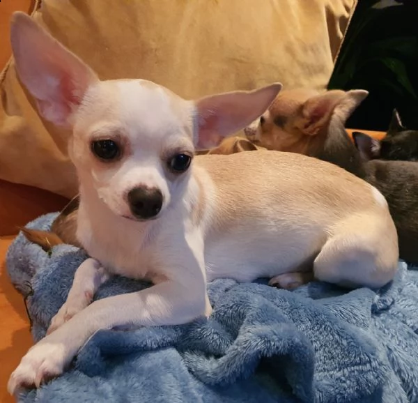 lovely male chihuahua puppy for adoption | Foto 1