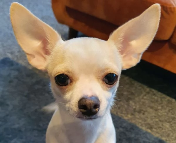 lovely male chihuahua puppy for adoption