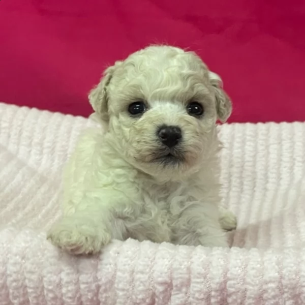 beautiful female bichon fries puppy for adoption