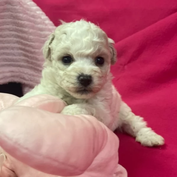 beautiful female bichon fries puppy for adoption | Foto 2