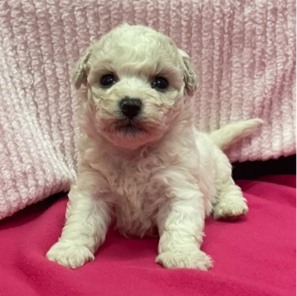 beautiful female bichon fries puppy for adoption | Foto 1