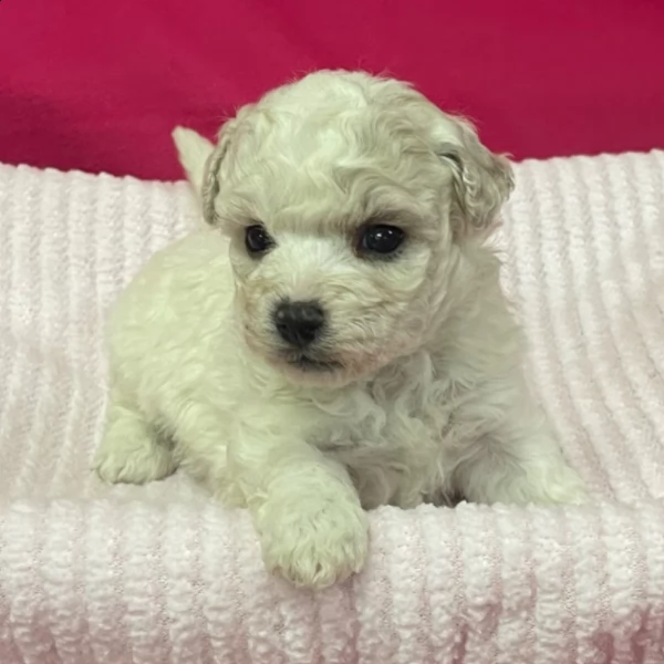 beautiful female bichon fries puppy for adoption | Foto 0