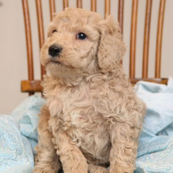 charming male poodle puppy for adoption | Foto 2