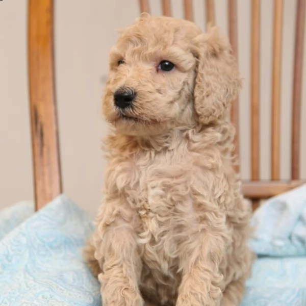 charming male poodle puppy for adoption | Foto 1