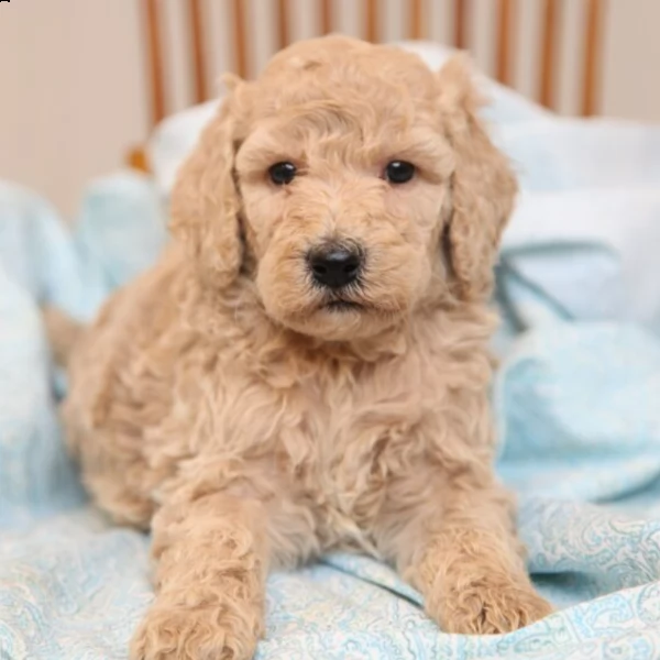 charming male poodle puppy for adoption | Foto 0