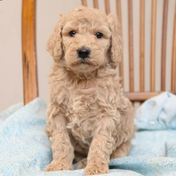 charming male poodle puppy for adoption