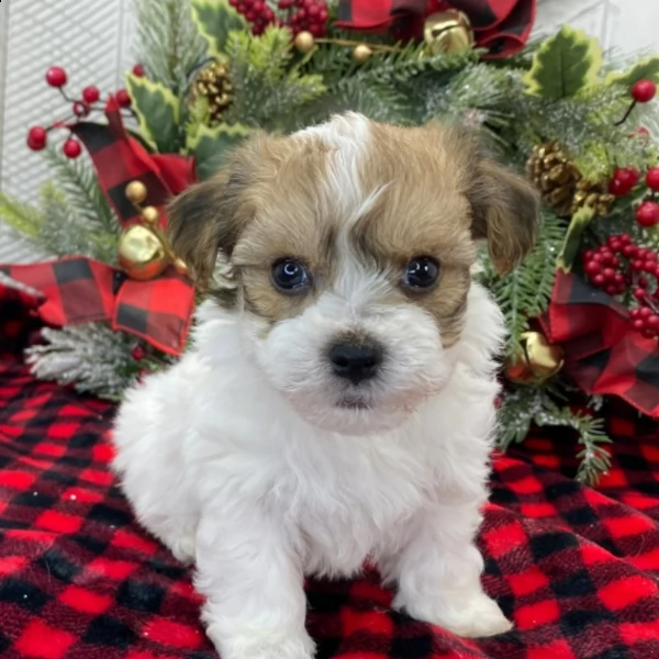 beautiful male havanese puppy for adoption  | Foto 1