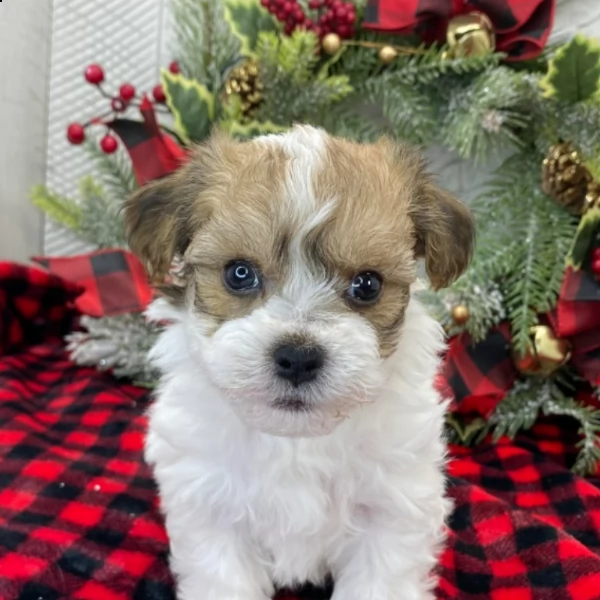 beautiful male havanese puppy for adoption  | Foto 0