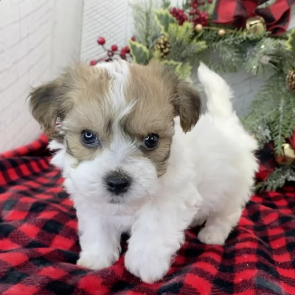 beautiful male havanese puppy for adoption 