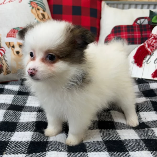 beautiful pomeranian for adoption