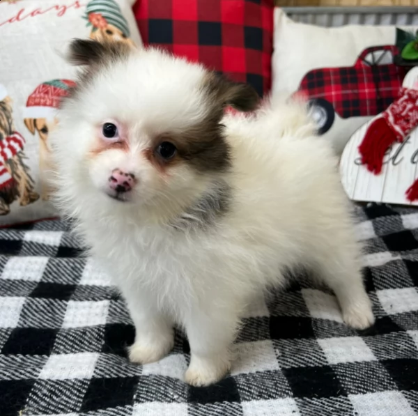 beautiful pomeranian for adoption | Foto 1