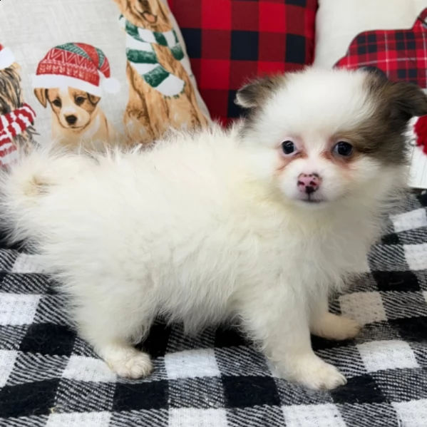 beautiful pomeranian for adoption | Foto 0