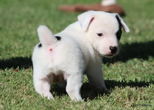 regalo jack russell cuccioli .