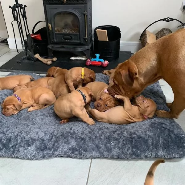 regalo bellissimi maschi e femmine dogue de bordeaux cuccioli 