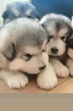 cuccioli di alaskan malamute