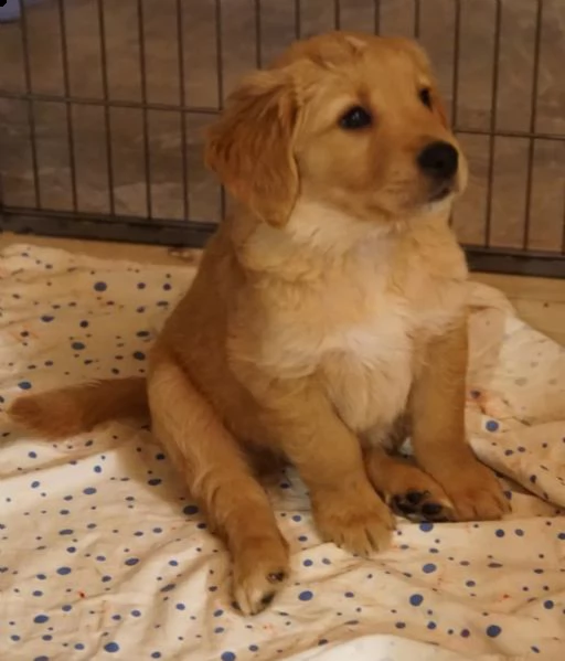 cuccioli golden retriever