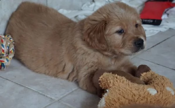 cuccioli golden retriever | Foto 3