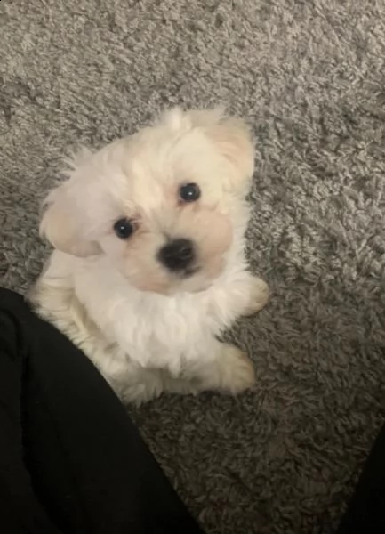 magici cuccioli di maltese | Foto 1