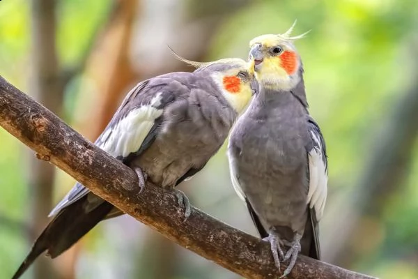 pappagalli cacatua maschi e femmine pronti a partire.