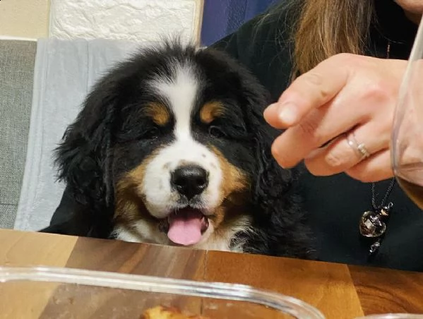 disponibili bellissimi cuccioli di bovaro del bernese | Foto 3