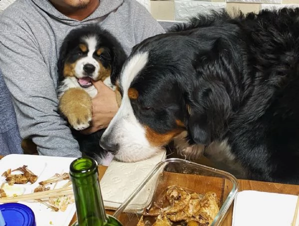 disponibili bellissimi cuccioli di bovaro del bernese | Foto 2