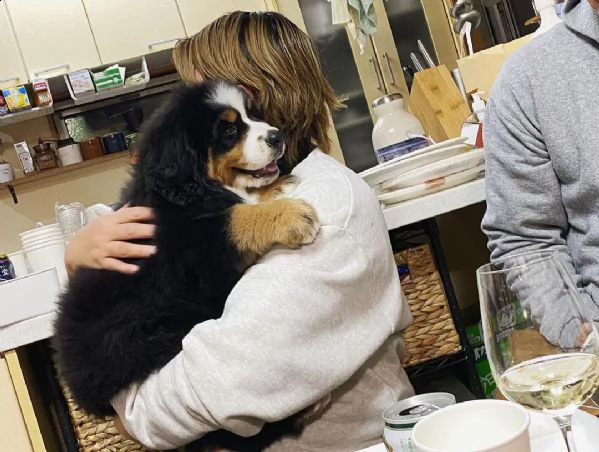 disponibili bellissimi cuccioli di bovaro del bernese | Foto 1