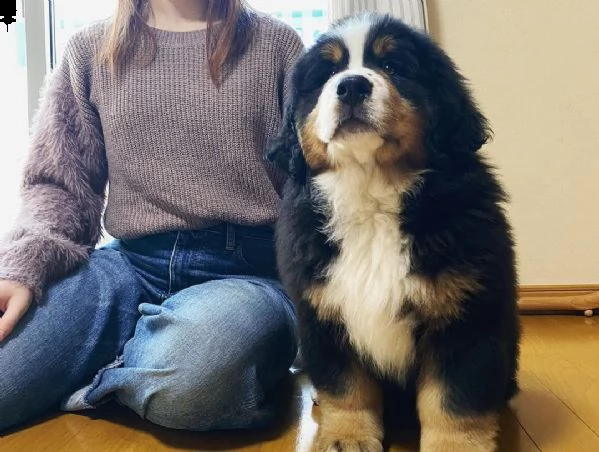 disponibili bellissimi cuccioli di bovaro del bernese | Foto 0