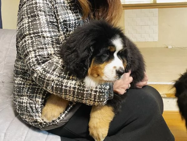 disponibili bellissimi cuccioli di bovaro del bernese