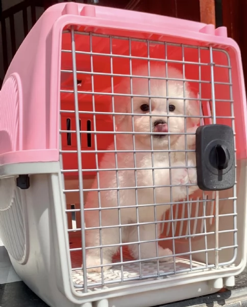 cuccioli di maltese puro maschietto/femminuccia | Foto 3