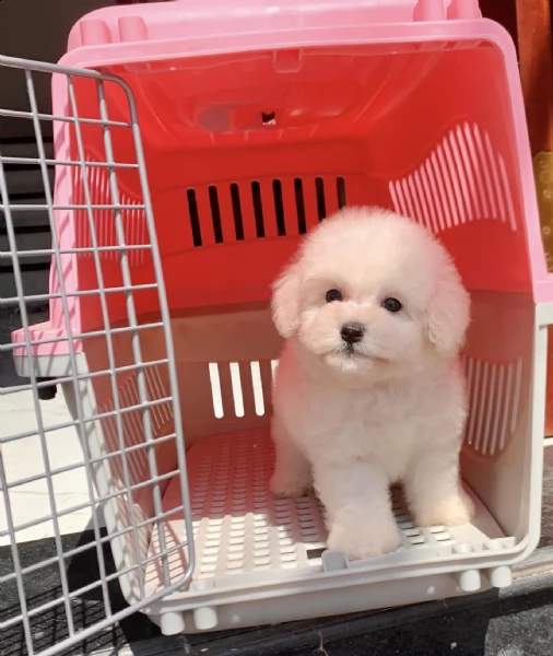 cuccioli di maltese puro maschietto/femminuccia | Foto 0