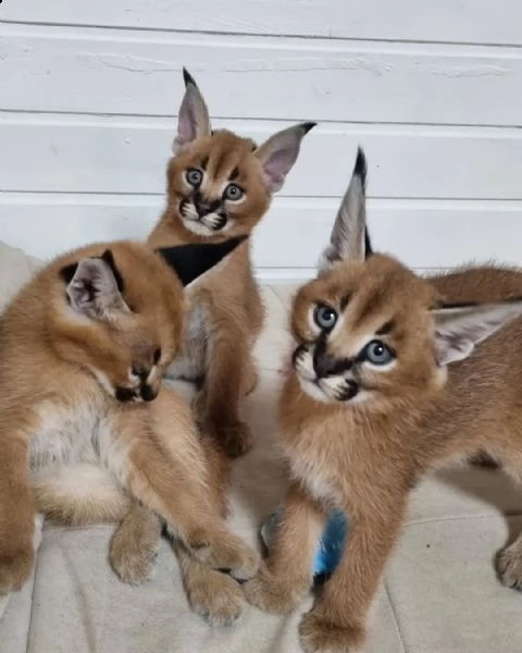 gattino caracal disponibile | Foto 1