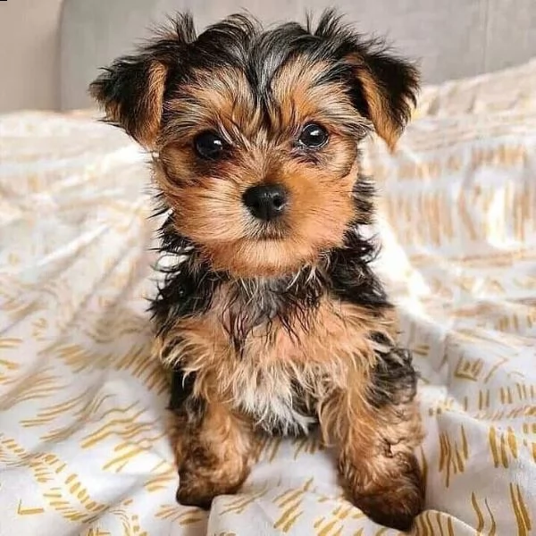 simpatici cuccioli di yorkie (+393509706299)