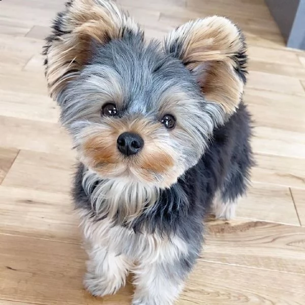 adorabile cucciolo di yorkshire biewer | Foto 0