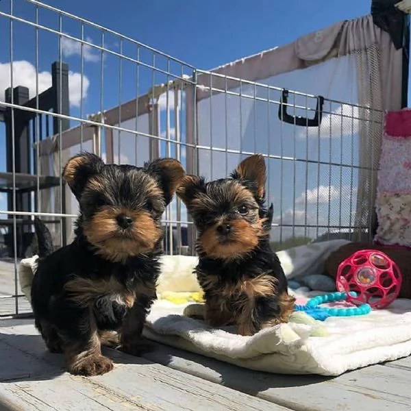 adorabile cucciolo di yorkshire biewer