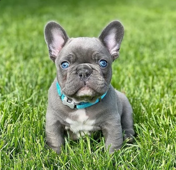 bellissimi cuccioli di bulldog francese di razza pura.