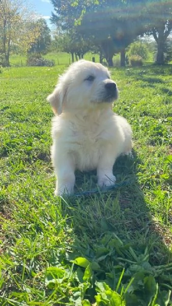 cuccioli golden retriever | Foto 0