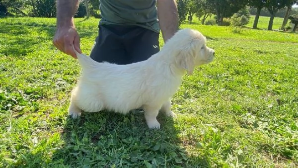 cuccioli golden retriever