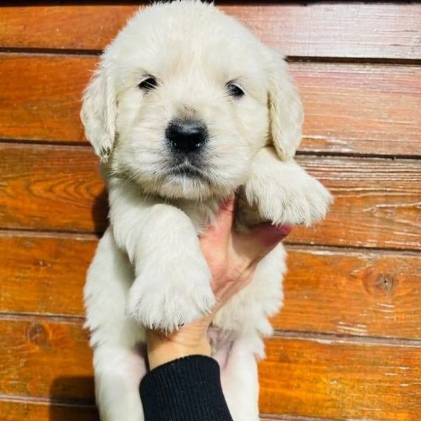 meravigliosi cuccioli di golden retriever!!!